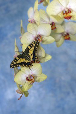 Swallowtail kelebek çiçek orkide (papilio machaon)