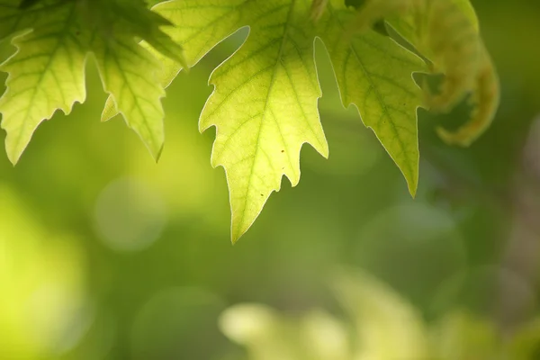 Zonovergoten bladeren van sycamore als natuurlijke achtergrond — Stockfoto