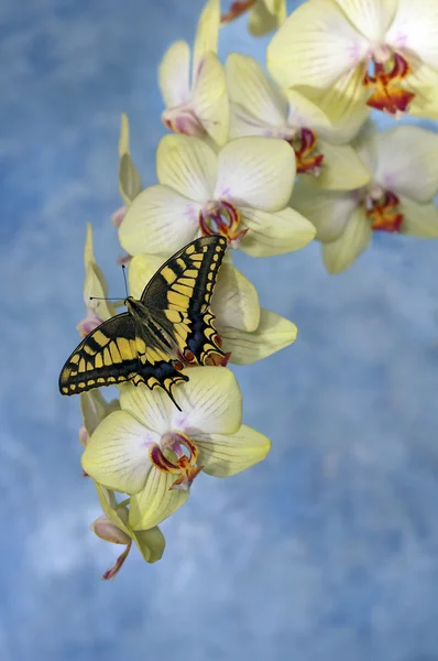 Vlinder koninginnenpage (papilio machaon) op een bloem orchid — Stockfoto