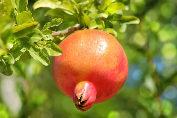 Rijp granaatappel fruit — Stockfoto