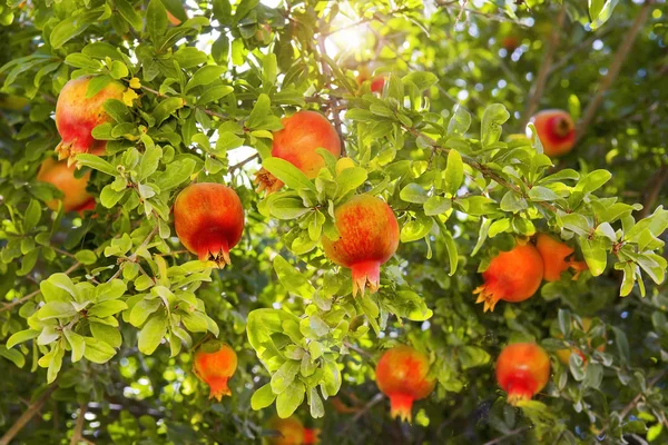 Raccolta di melograno maturo — Foto Stock