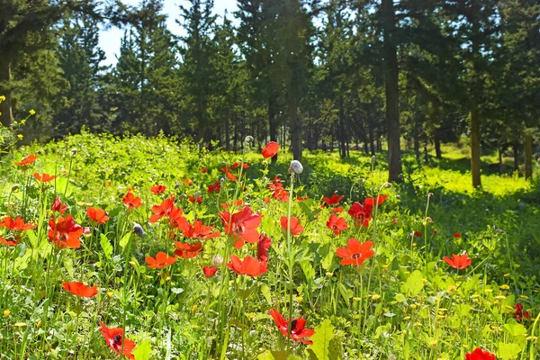 春イスラエルのガリラヤ山脈下ギルボア山の頂上の森の赤いケシの花 ストックフォト