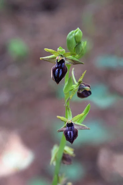 Természetes Élőhelyén Méhorchideák Ophrys Parvimaculata Ophrys Zonata Láthatók — Stock Fotó