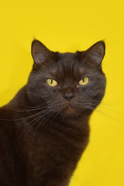 Portrait Cat British Breed Chocolate Color Yellow Background — Stock Photo, Image