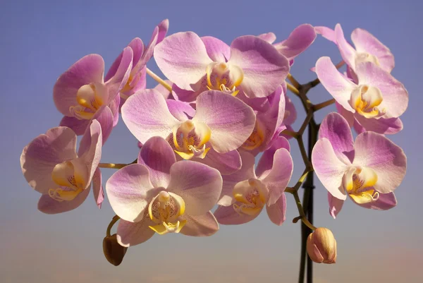 Jemná fialová orchidej — Stock fotografie