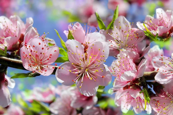 Branche d'un pêcher en fleurs — Photo