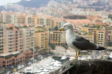 Seagull looking at a luxury of Monaco clipart