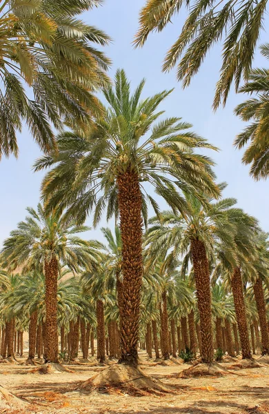 Palmera datilera en el kibutz Ein Gedi, Israel —  Fotos de Stock