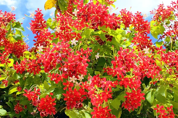 Red flowers of mediterranean acacia — Stock Photo, Image