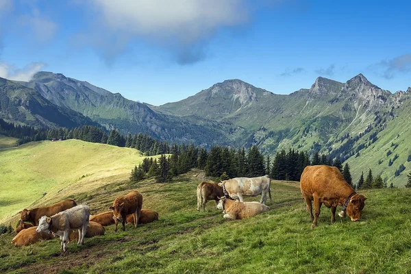 Ländliche Landschaft in den Schweizer Alpen — Stockfoto