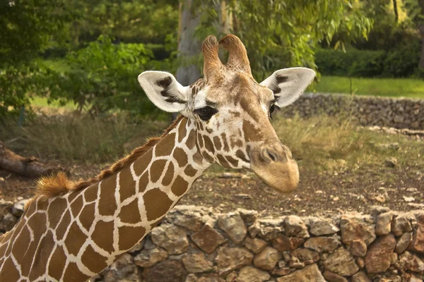 Girafa no parque zoológico — Fotografia de Stock