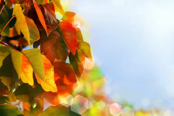 Feuilles d'automne colorées — Photo