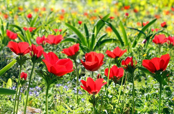 春天背景的罂粟 — 图库照片