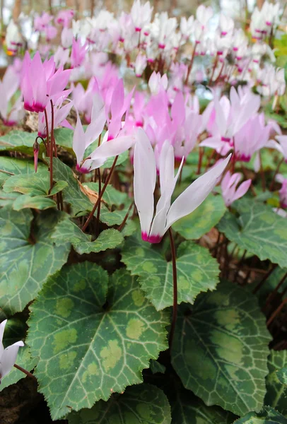 Tavaszi cyclamens — Stock Fotó