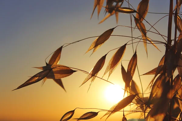 Spikelets of oats — Stock Photo, Image