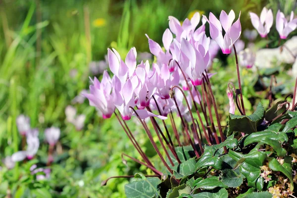 Cyclamenblüten — Stockfoto