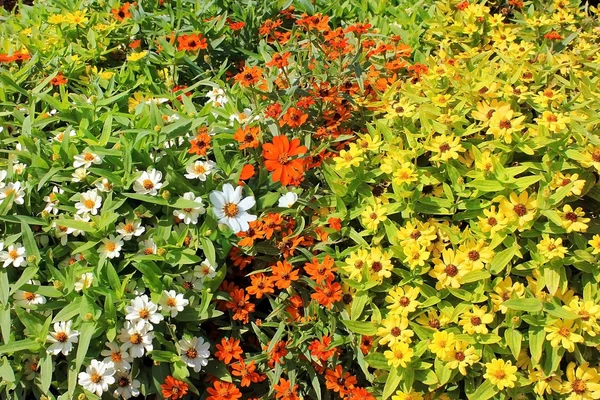 Kleurrijke bos madeliefjes — Stockfoto