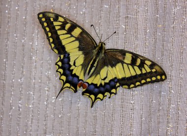 Butterfly swallowtail (papilio machaon) clipart