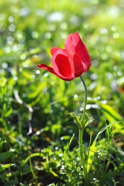 第一次春红色罂粟花 — 图库照片