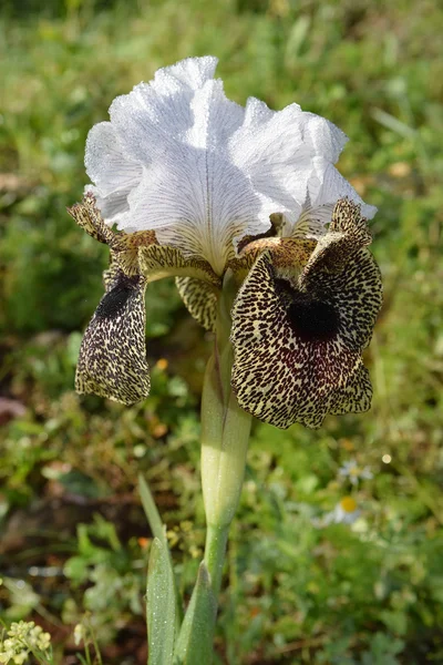 Nazareth Iris - Iris çiçek leopard boyama — Stok fotoğraf