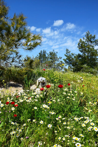 Spring flowering in nature reserve