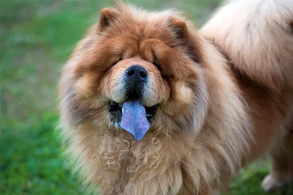 Chow chow portresi — Stok fotoğraf