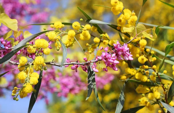 ライラックとミモザの花 — ストック写真