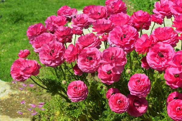 红牡丹的花 — 图库照片