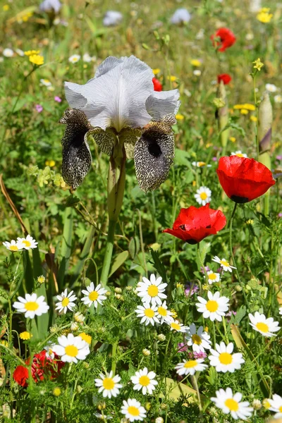 Skov glad med blomstrende blomster - Stock-foto