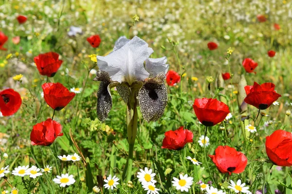 Skogen glade med blommande blommor — Stockfoto