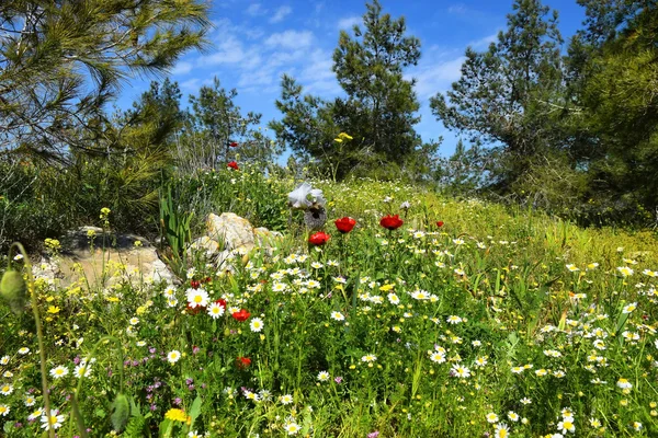 Wiosną kwitnące w rezerwacie przyrody — Zdjęcie stockowe