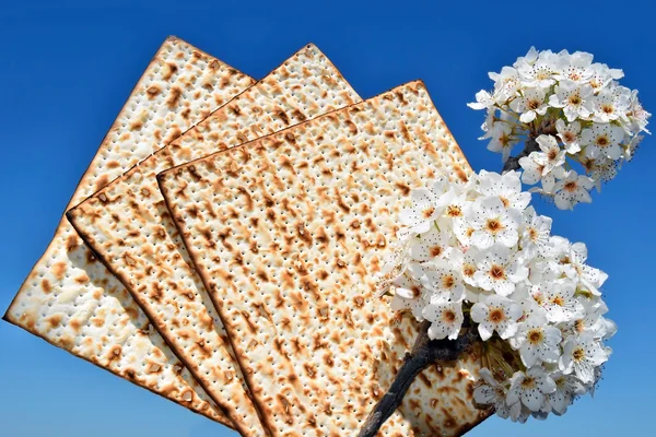 Branch of a blossoming tree and matzo — Stock Photo, Image