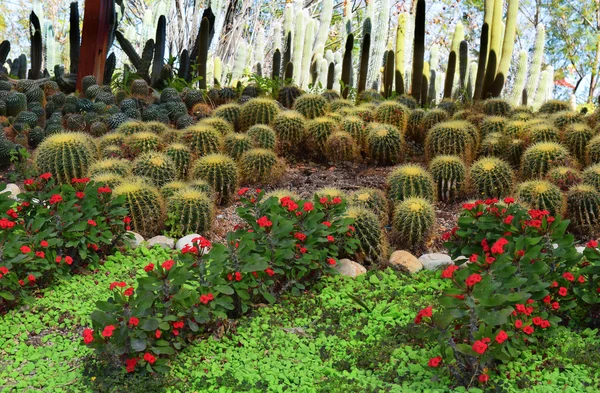 Zarośla kaktus — Zdjęcie stockowe