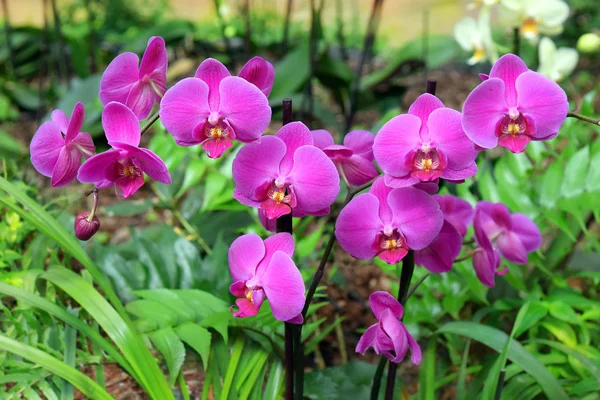 Orchid door fuchsia kleur — Stockfoto