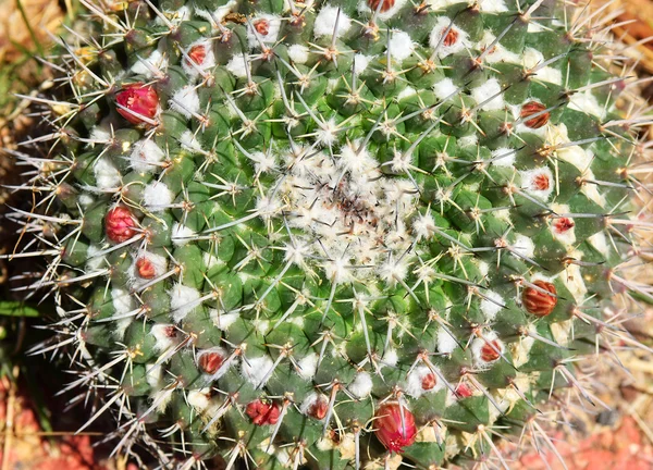 Bloeiende cactus close-up — Stockfoto