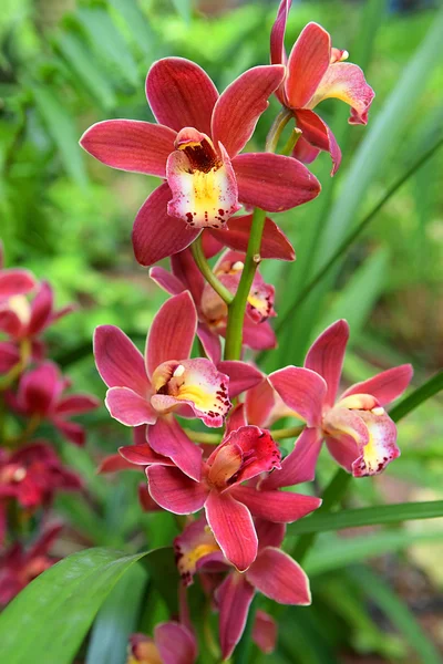 Paarse orchid - phalaenopsis — Stockfoto