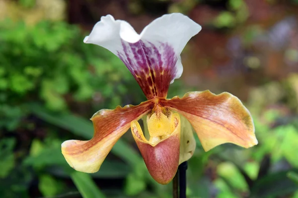 Orchid predator — Stockfoto