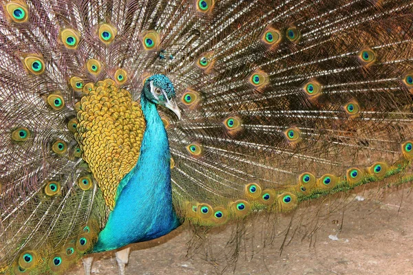 Portrait of a male peacock — Stock Photo, Image