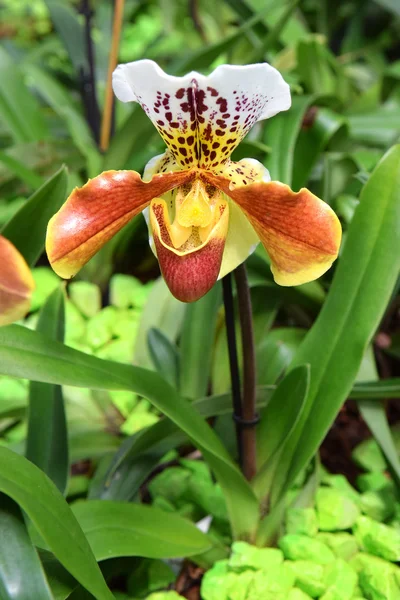 Orkide yırtıcı — Stok fotoğraf