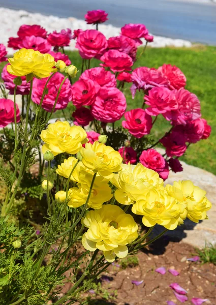 Cama de flores com peônias vermelhas e amarelas — Fotografia de Stock