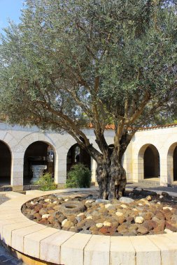 Courtyard with olive tree, church of the Multiplication of the loaves and fish, Tabgha, Israel