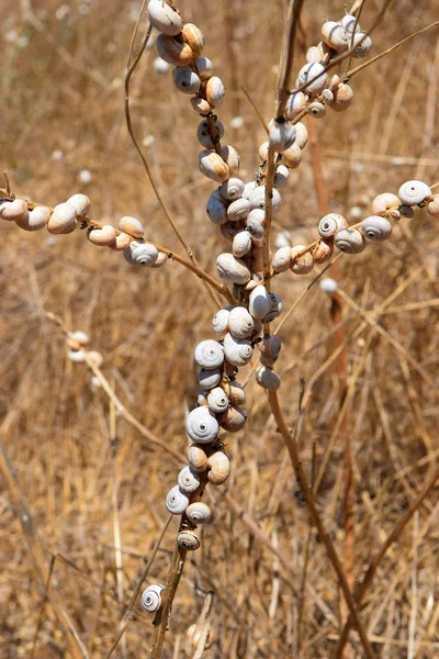 Coastal snails (Theba pisana) on stem — Stockfoto