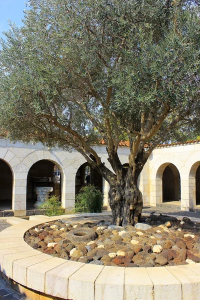 Patio con olivo, iglesia de la Multiplicación de los panes y pescados, Tabgha, Israel — Foto de Stock