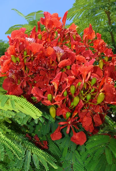 Scharlachrote Blüten der mediterranen Akazie — Stockfoto