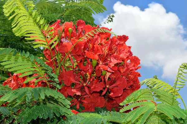 Scarlet flowers of mediterranean acacia — Stock Photo, Image