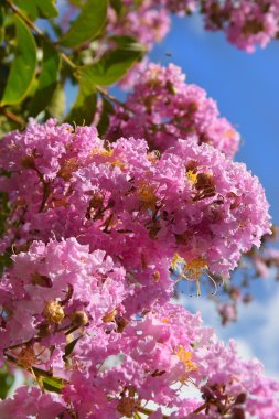 Lagerstroemia indica (krep myrtle, krep myrtle)