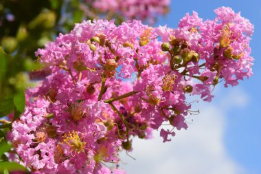 Lagerstroemia indica (krep myrtle, krep myrtle)