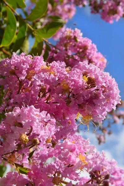 Lagerstroemia indica (krep myrtle, krep myrtle) — Stok fotoğraf