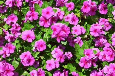 Pembe Impatiens çiçekler