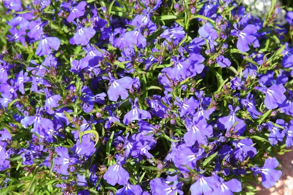 Virág Ibolya — Stock Fotó